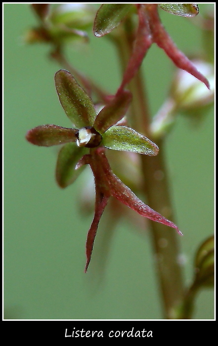 Spiranthes aestivalis e altre specie taglia mini
